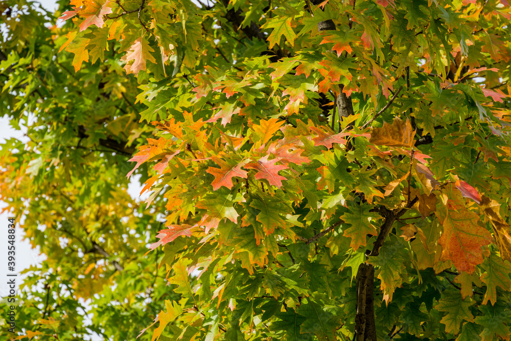 AdobeStock_393548834_Preview red oak