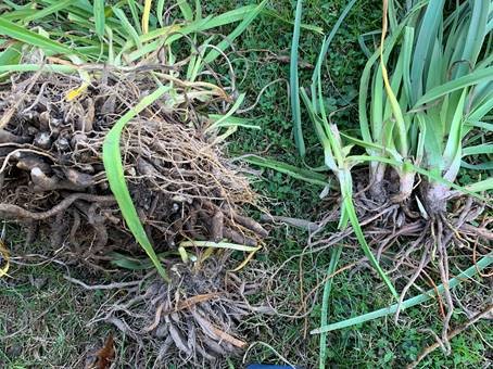 Day Lilly Roots