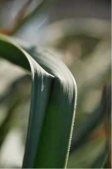 Siberian Iris