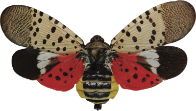 Spotted Lanternfly