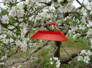 Trap in a dogwood tree