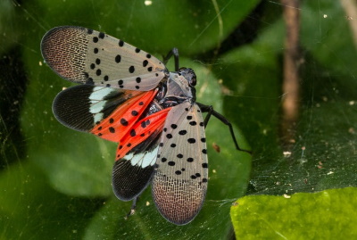 Spotted lantern fly