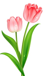 tulips pink illustration