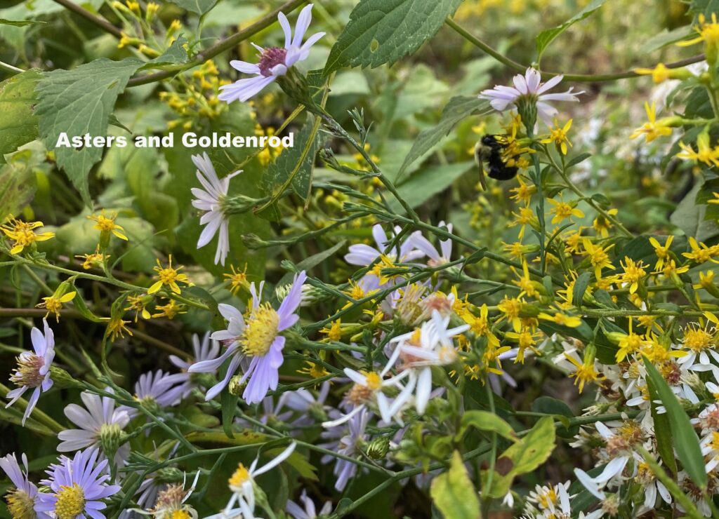 Photograph of Purple Aster flowers mixed with yellow goldenrod blooms.