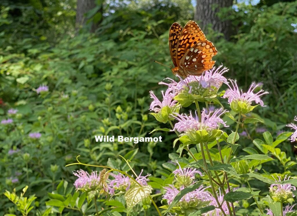 Wild Bergamont in bloom showing purple flowers