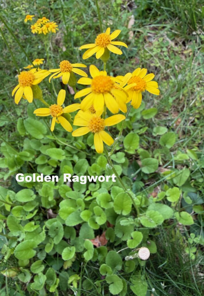 Photograph of Golden Ragwort with yellow flower