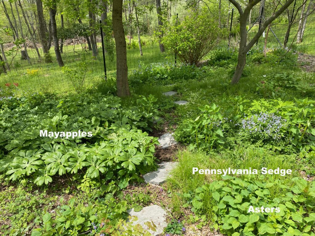 Walking path through forested area highlighting native groundcovers on either side