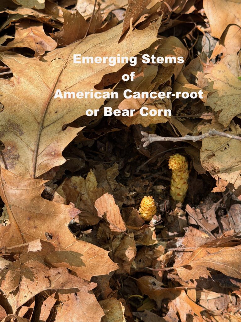 Photo of Emerging stems of American Cancer-Root among oak leaves