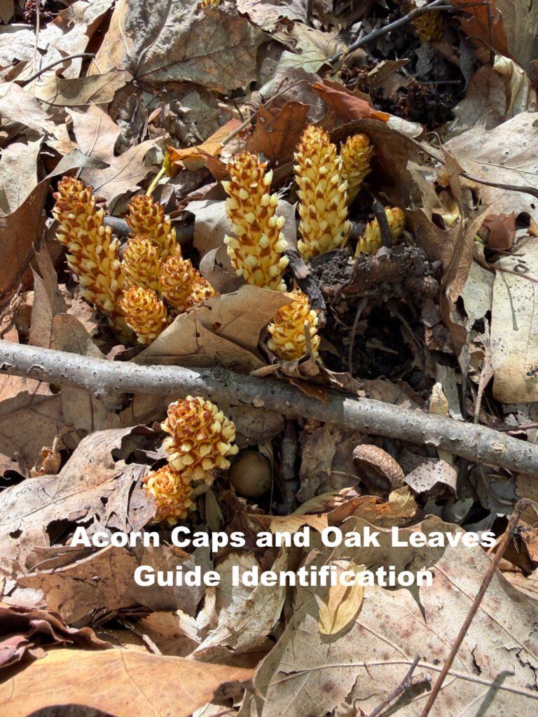 Acorn caps and oak leaves guiding identification of American Cancer-root