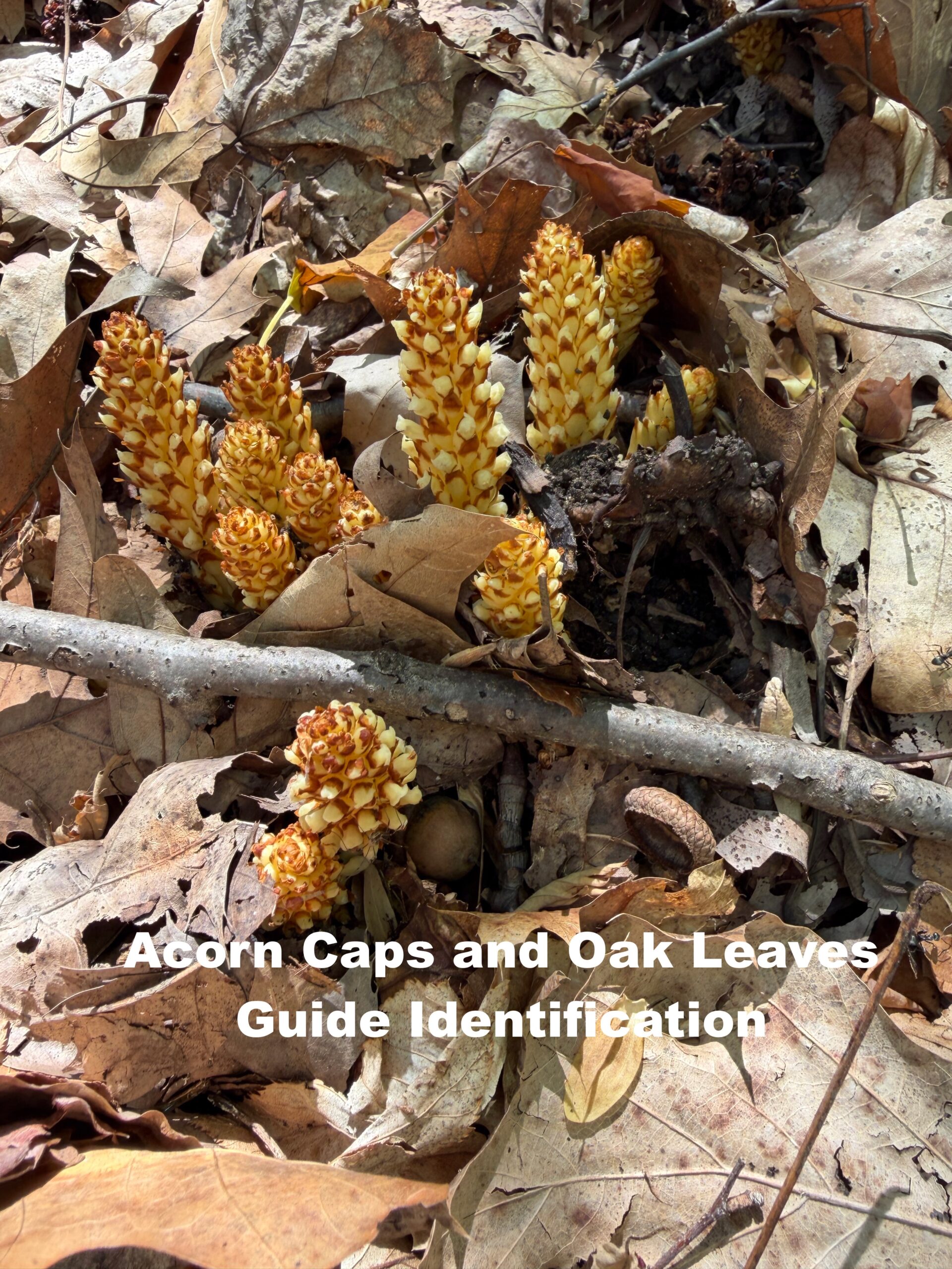 Acorn caps and oak leaves guiding identification of American Cancer-root