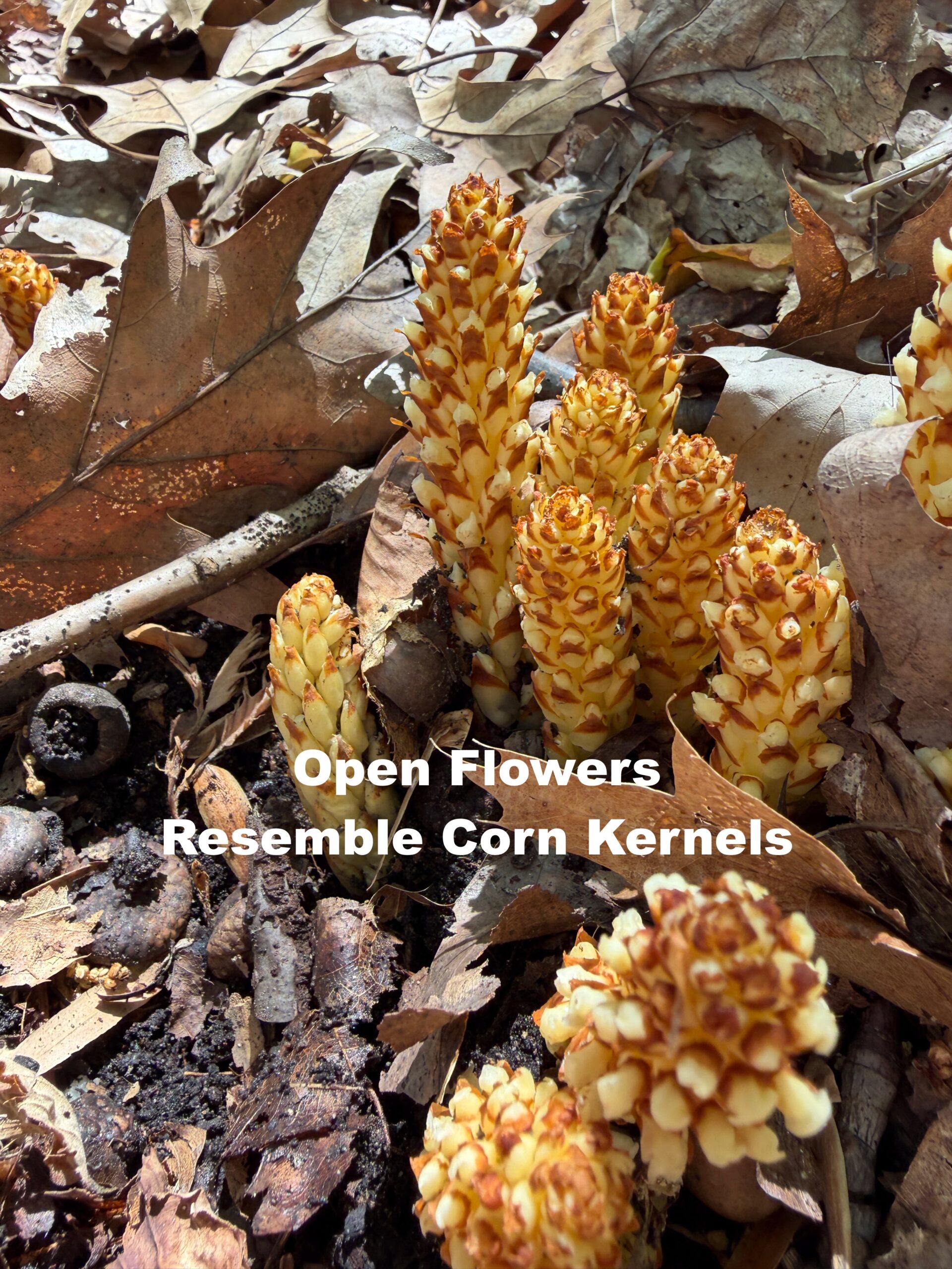 Photo of open flowers of American Cancer-root resembling corn kernels