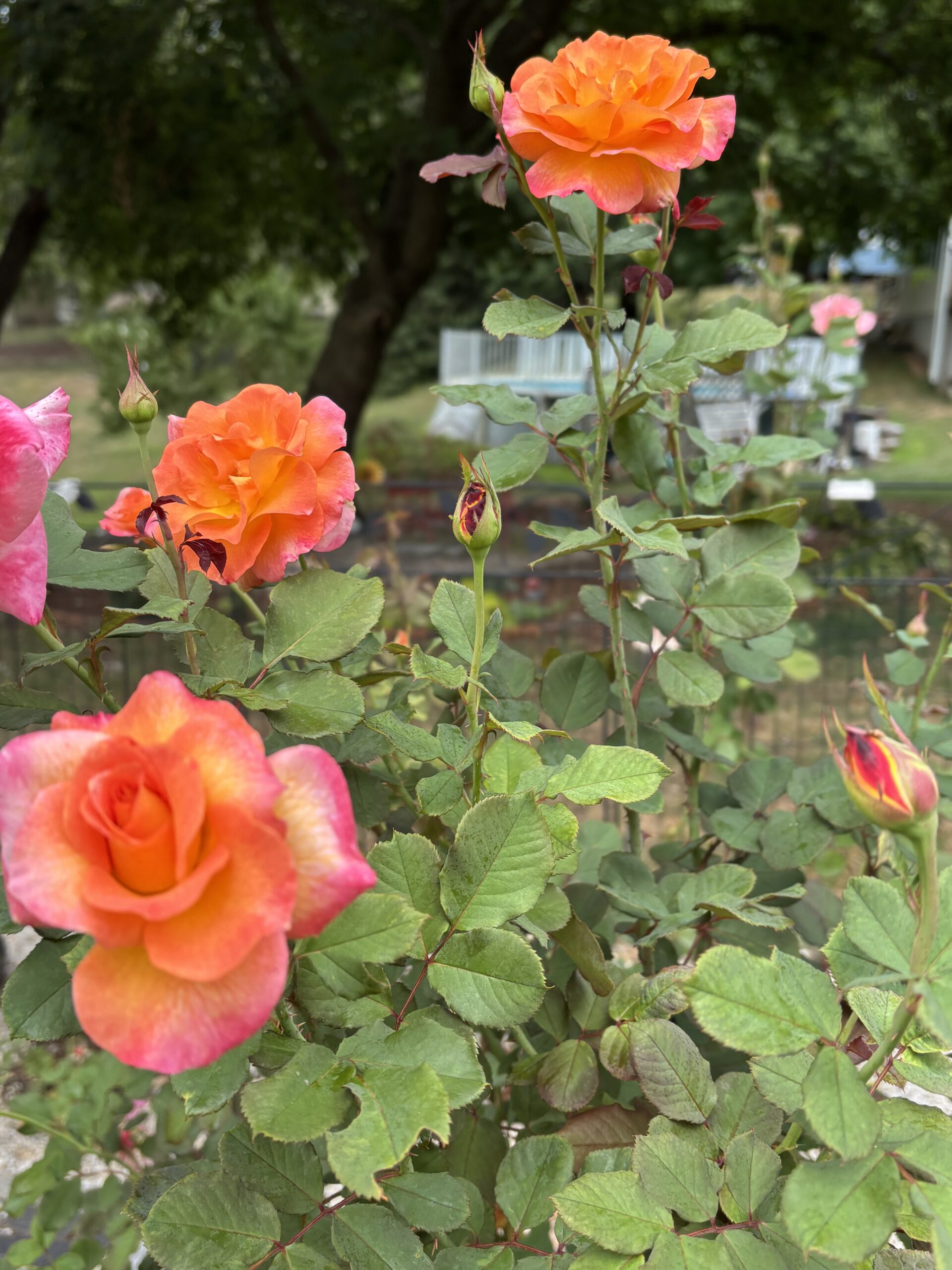 Coral Color Summer Blooming Rose by Christine H., Rutgers Master Gardener