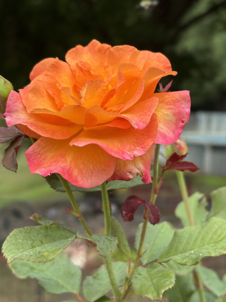 Full Bloom Summer Rose in Coral by Christine H., Rutgers Master Gardener